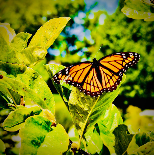 像树上的蝴蝶图片下载