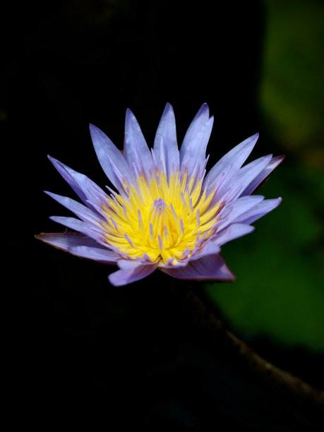 盛开的埃及莲花或蓝色睡莲花。图片下载