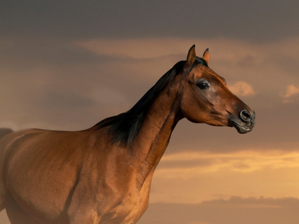 美丽的阿拉伯马图片下载