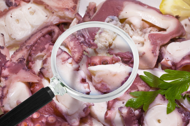 HACCP(危害分析和关键控制点)-食品工业的食品安全和质量控制-放大镜下的章鱼鱼的概念图片下载