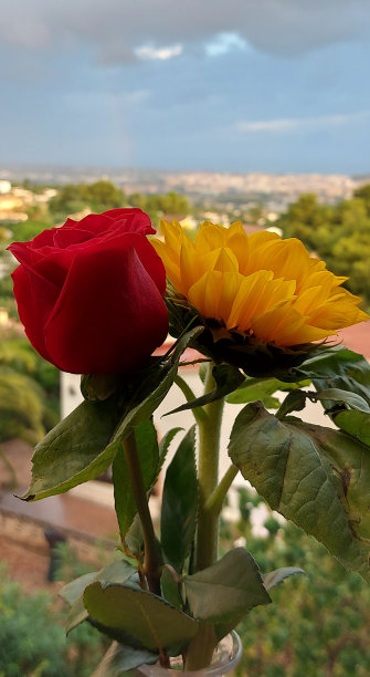 群Flowers-Cityscape-Horizon-Sea-Sky-Clouds图片下载