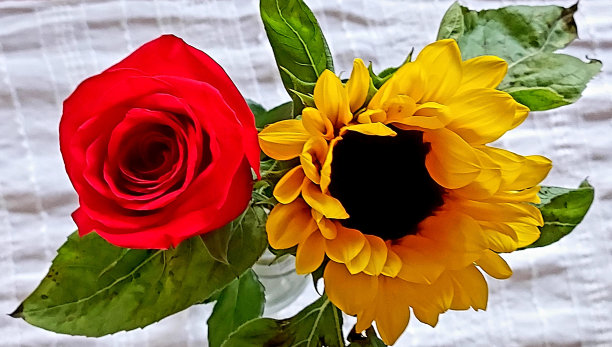 红玫瑰特写镜头图片下载