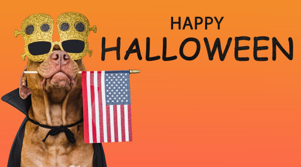 可爱可爱的棕色狗拿着美国国旗图片下载