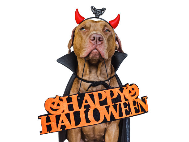 迷人可爱的棕色狗和德古拉伯爵服装图片下载