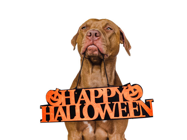 万圣节快乐。可爱、漂亮的棕色小狗。近距离图片下载