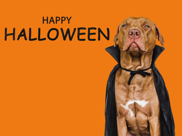 迷人可爱的棕色狗和德古拉伯爵服装图片下载