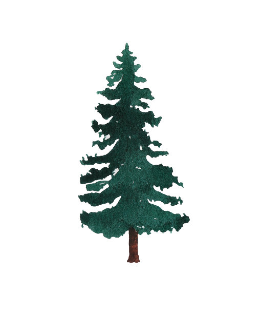 白色背景的水彩绿色圣诞树。冬天的设计元素。图片下载
