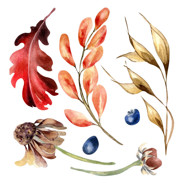 一组彩色秋季植物和树叶水彩插图孤立在白色背景。图片下载