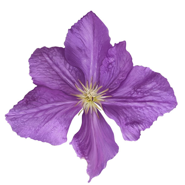 铁线莲花，植物插图，植物区系图片下载