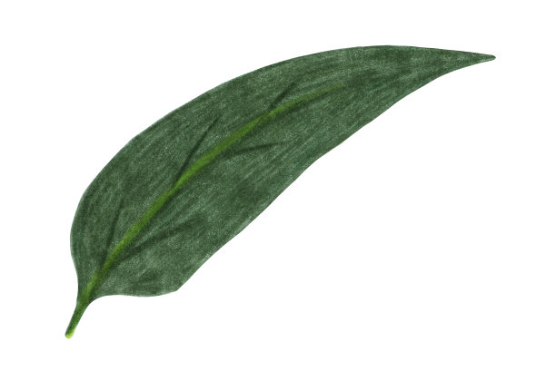 手绘绿叶孤立在白色背景。图片下载