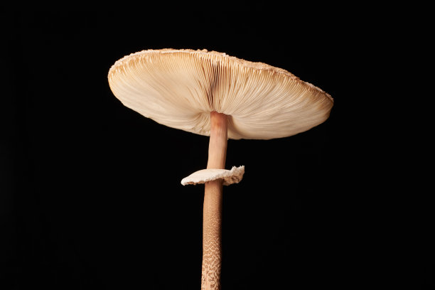孤立于黑色背景上的高大环柄菇，大型棕色伞菌图片下载