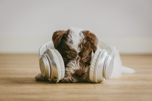 小狐梗正在用耳机听音乐图片下载