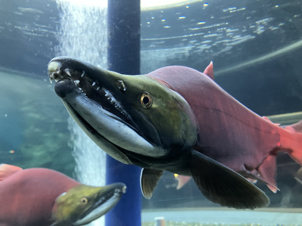 鲑鱼之乡千岁淡水河，日本北海道。图片下载