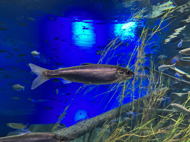 鲑鱼之乡千岁淡水河，日本北海道。图片下载