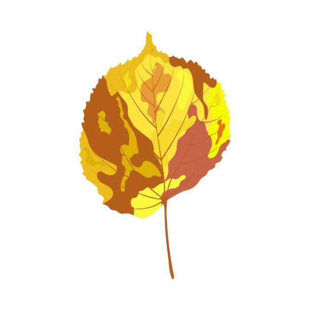 秋天的菩提树的叶子图片下载