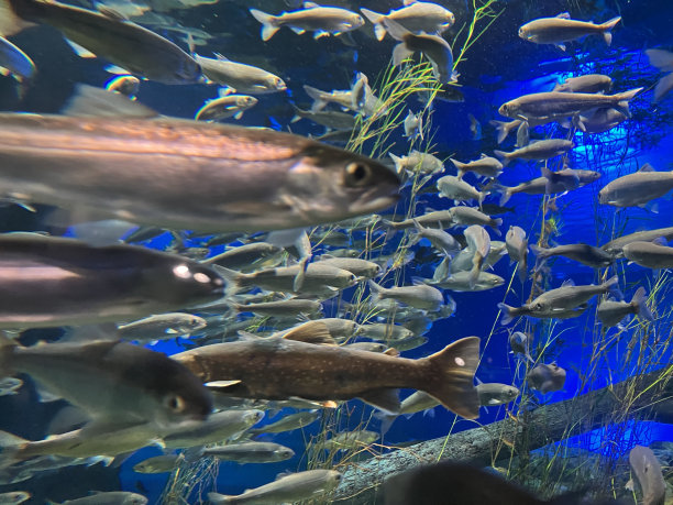 鲑鱼之乡千岁淡水河，日本北海道。图片下载