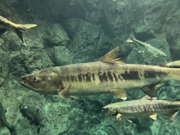鲑鱼之乡千岁淡水河，日本北海道。图片下载