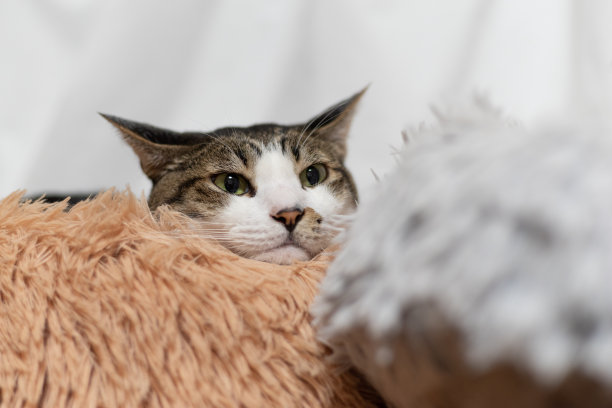 盯着猫图片下载