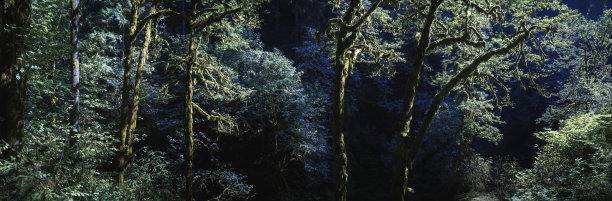 云杉林地中的夜间雨林景观图片下载