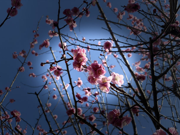 粉红色的花图片下载