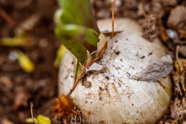 大蒜长在地里。图片下载