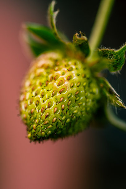 盆栽有机栽培草莓。图片下载