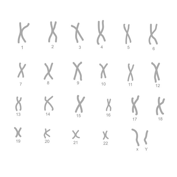 正常细胞中23对染色体结构，包括22对常染色体和1对性染色体图片下载