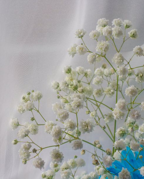 石竹科一种开花植物，俗称石竹科，俗称石竹科图片下载