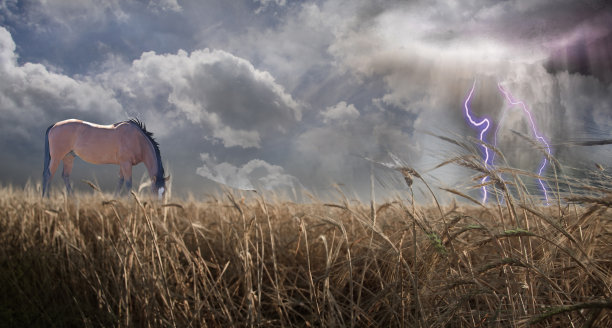雷雨交加，马在田里吃草图片下载