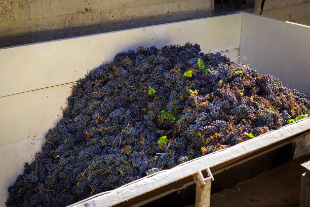 拖拉机卸载葡萄收成图片下载