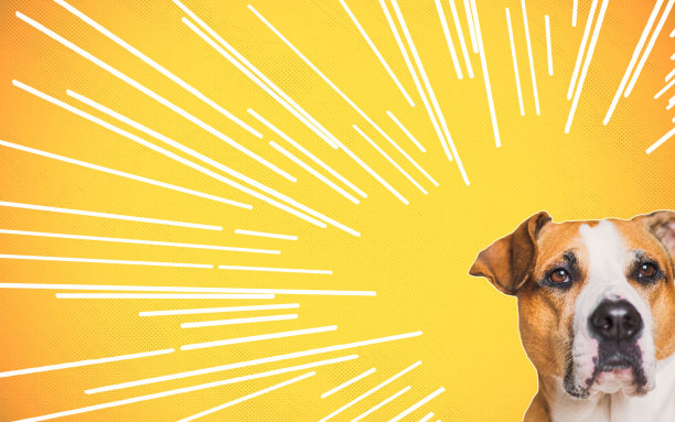 一只狗的头与抽象的画线对橙色充满活力的背景。图片下载