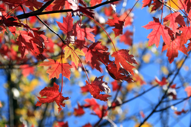 秋天的落叶图片下载