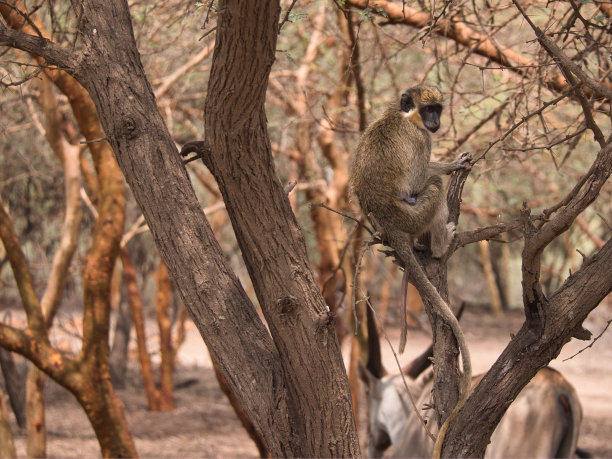 常见的patas猴科图片下载