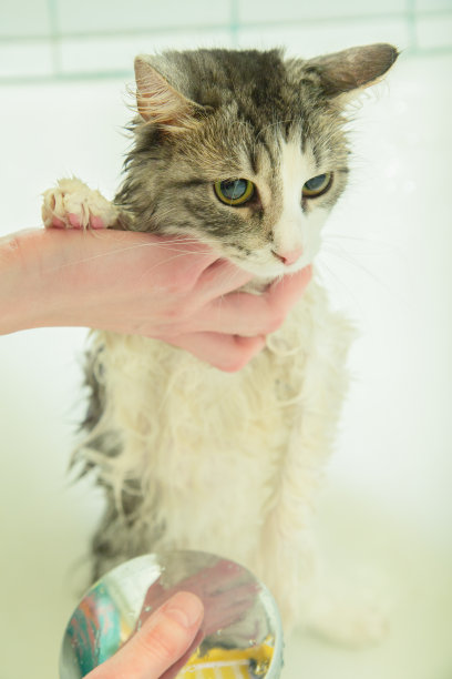 洗家猫图片下载