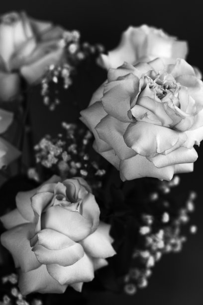 束玫瑰图片下载