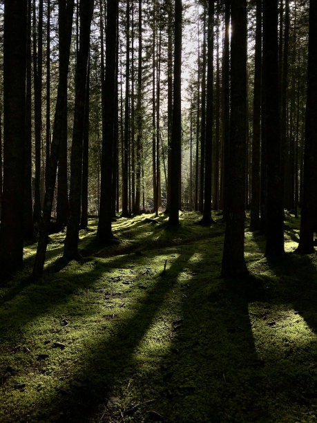 瑞士伯尔尼州-劳enen，劳ensee(格施塔德附近的劳enen湖)图片下载