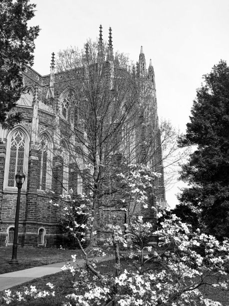 春天的坎特伯雷大教堂透过树木拍摄的灰度照片图片下载