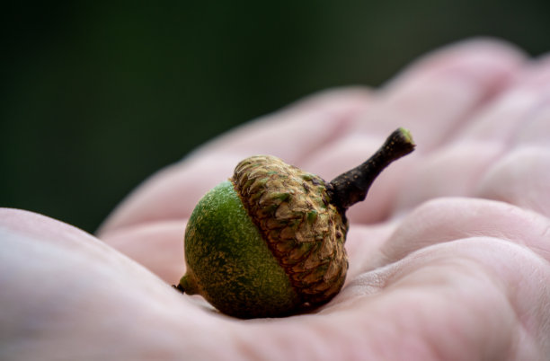 手握橡子图片下载