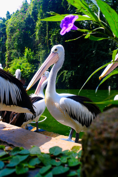 关闭了鹈鹕图片下载