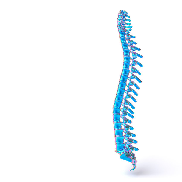 金属彩虹人体脊柱在白色背景。图片下载