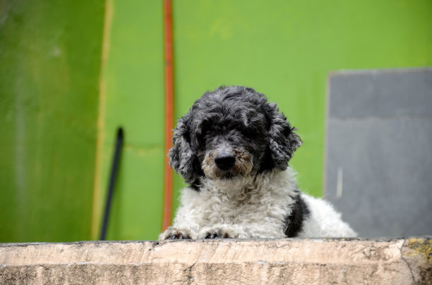 贵宾犬-野生动物-老房子图片下载