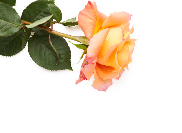 白色背景下的黄色玫瑰图片下载