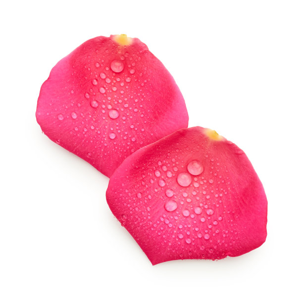 粉色的玫瑰花瓣孤立在白色的背景上图片下载