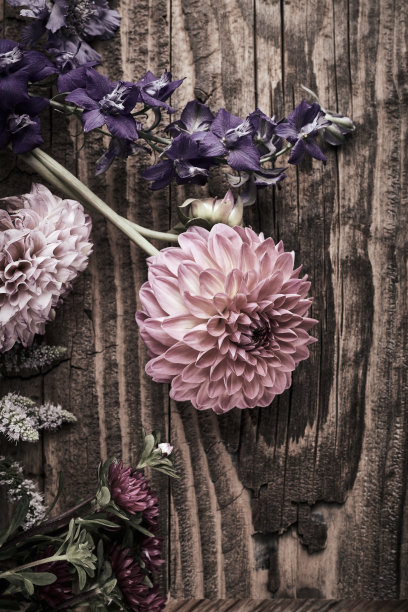 菊花复古背景图片下载