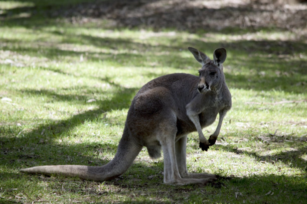 红袋鼠是有袋动物中最大的图片下载