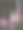 模糊的自然背景由粉红色的天竺葵花组成，图片下载