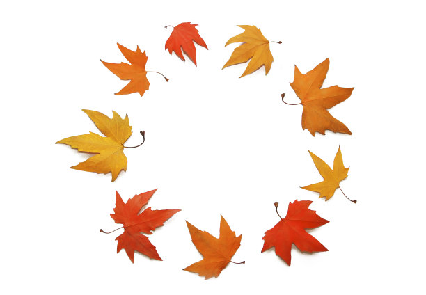 五光十色，红的、黄的、橙的秋枫叶在白色的背景上，孤立无援图片下载