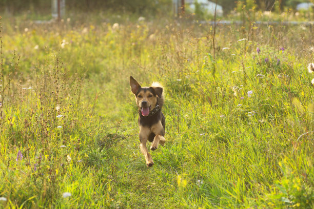 夏天，一只立陶宛猎犬的小狗在田野和草地上飞快地奔跑图片下载