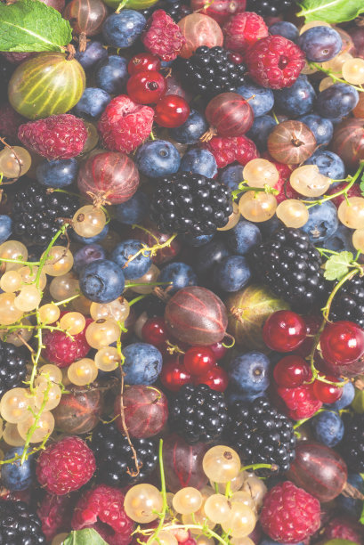 醋栗，蓝莓，桑葚，覆盆子，白醋栗和红醋栗。图片下载