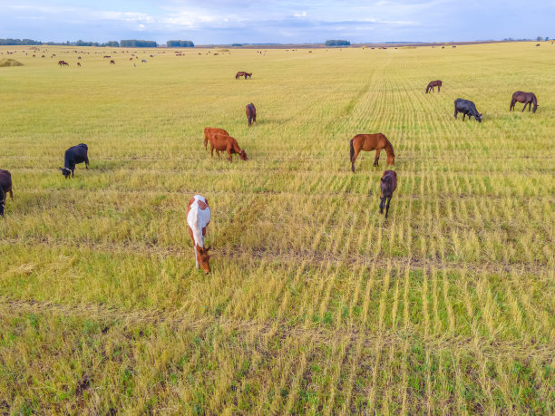 马在草地上吃草。家畜马是在绿色田野上吃草的哺乳动物。带着小马驹的母马在农场吃草。草地上的野生动植物。纯种马的农场动物。繁殖图片下载